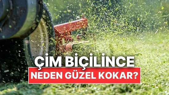 Çimler Biçilince Neden Mis Gibi Güzel Kokar?
