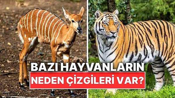 9. Bazı Hayvanlarda Neden Şerit ve Çizgiler Bulunur?