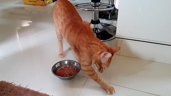 Vahşi atalarından kalma bir alışkanlık olduğunun da altını çizmek lazım. Görseli