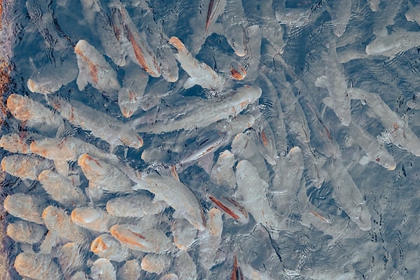 What to Eat Near Balikligol?