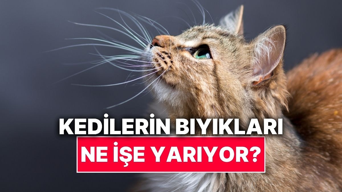 Kedilerin Bıyıklarının Öğrenince Şaşıracağınız İşlevleri