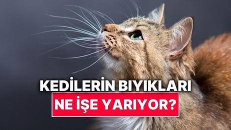 Kedilerin Bıyıklarının Öğrenince Şaşıracağınız İşlevleri