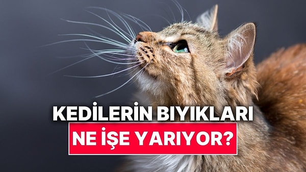 Kapak Görseli