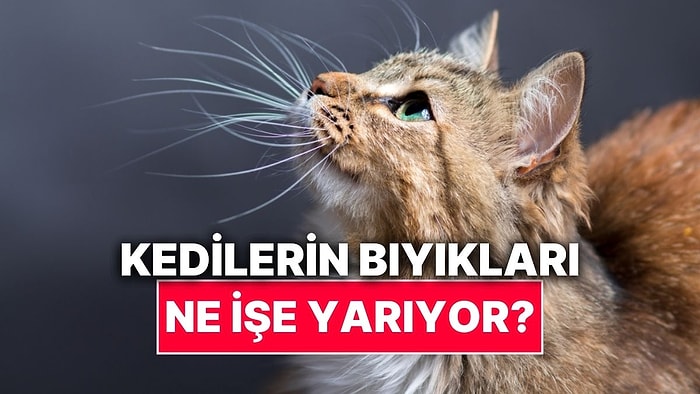 Kedilerin Bıyıklarının Öğrenince Şaşıracağınız İşlevleri