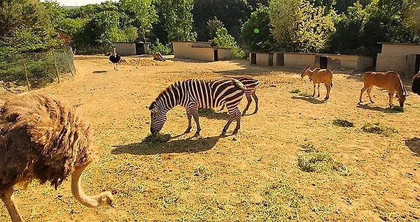 Polonezkoy Zoo - Natural Life Park