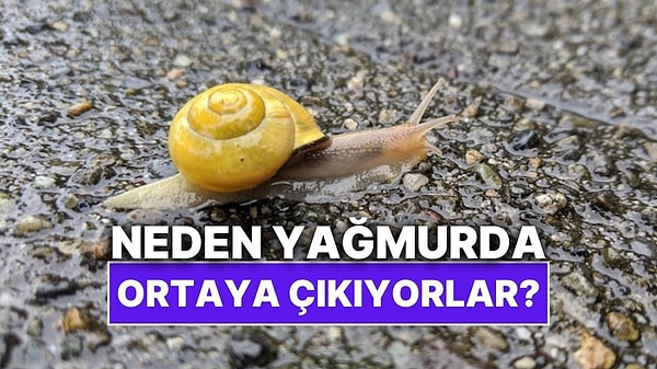 Kapak Görseli