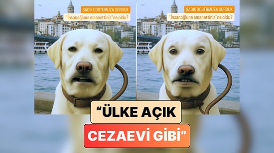 Bir İçerik Üreticisi "Sokak Hayvanları" Meselesini Bir Köpeğin Gözünden Yorumladı