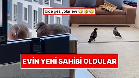 Camın Önünde Beslediği Güvercinler Samimiyeti Fazla Kaçırınca Evin Yeni Sahibi Oldular