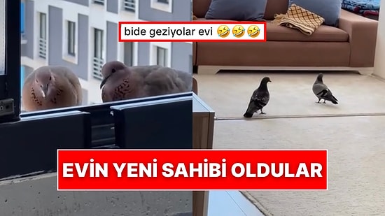 Camın Önünde Beslediği Güvercinler Samimiyeti Fazla Kaçırınca Evin Yeni Sahibi Oldular