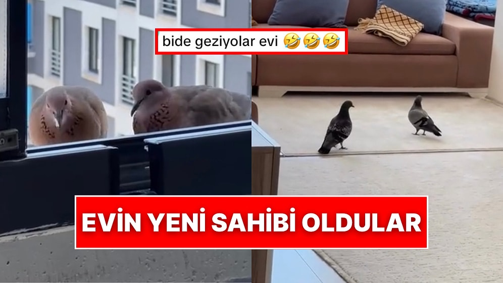 Camın Önünde Beslediği Güvercinler Samimiyeti Fazla Kaçırınca Evin Yeni Sahibi Oldular