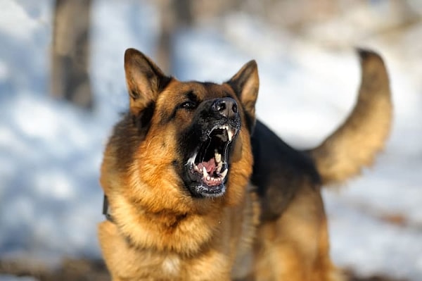 Kuduz belirtilerinden biri olan hidrofobi özellikle insanlarda görülse de köpeklerde bu durum oldukça nadir.