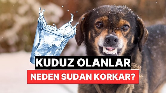 Kuduz Olanlar Neden Su Gördüğü Anda Korkar?