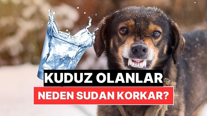 Kuduz Olanlar Neden Su Gördüğü Anda Korkar?