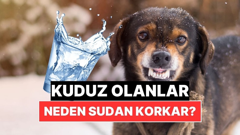 Kuduz Olanlar Neden Su Gördüğü Anda Korkar?