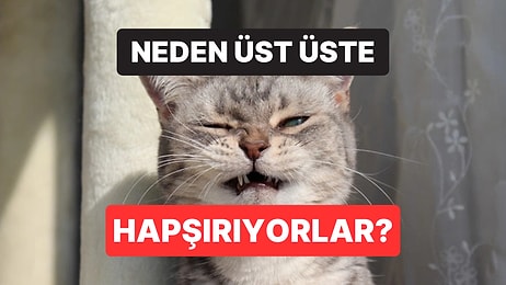 Kediler Neden Üst Üste Hapşırır?