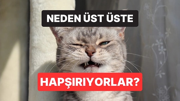Kapak Görseli