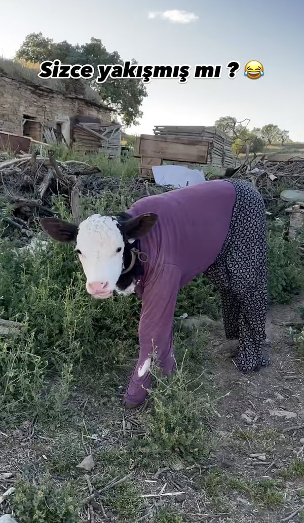 İneğe giydirilen kıyafetler TikTok'ta kısa zamanda viral oldu. Görseli
