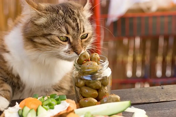 Zeytin karşısında bazı kediler çılgınlar gibi koştururken, bazıları sadece koklayıp geçebilir çünkü bu durum tamamen genetik. Görseli