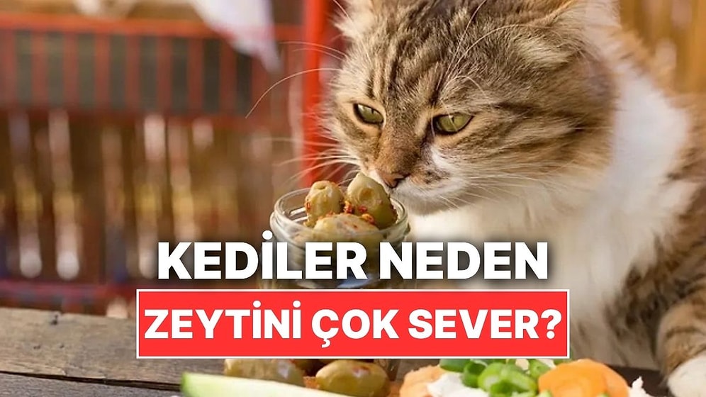 Kediler Neden Zeytini Bu Kadar Çok Sever?