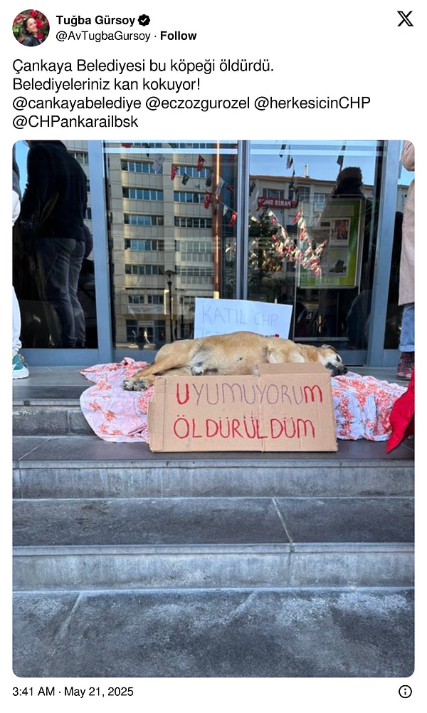 Hayatını kaybeden köpeğin cansız bedenini belediye önüne götürerek protestoda bulunuldu.