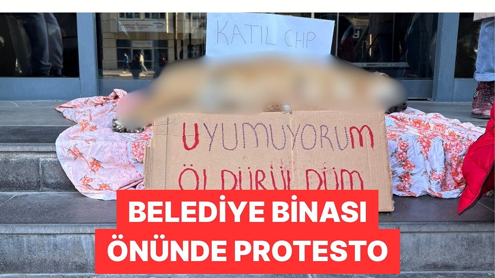 Sokak Köpeğinin Ölümüne Neden Olduğu İddia Edilen Çankaya Belediyesi Tepki Çekti