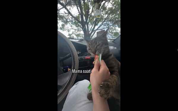 Tekir kediler, evcil hayvan dünyasının en nevi şahsına münhasır üyelerinden biri. Görseli
