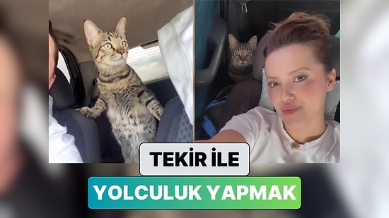 En İyi Yol Arkadaşı: Bir Kadın Tekir Kedisi ile Yaptığı 6 Saatlik Yolculuğu Paylaştı