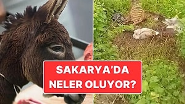 Tarım ve Orman Bakanlığı’nın ifşa ettiği firmalara göre Sakarya vatandaşlara en çok tek tırnaklı eti (eşek, at, katır) yediren ikinci il olmuştu.