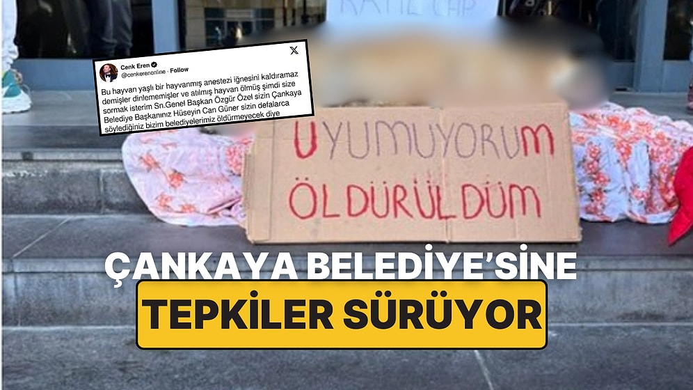 Sokak Köpeğinin Ölümü Hayvanseverleri Harekete Geçirdi: Çankaya Belediyesi Önünde Protesto