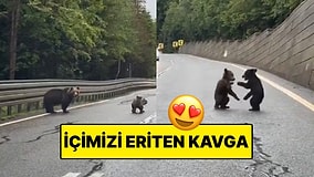 Yolun Ortasında Kavga Eden Çocuklarını Bekleyen Anne Ayı ve O Anlar Tebessüm Ettirdi