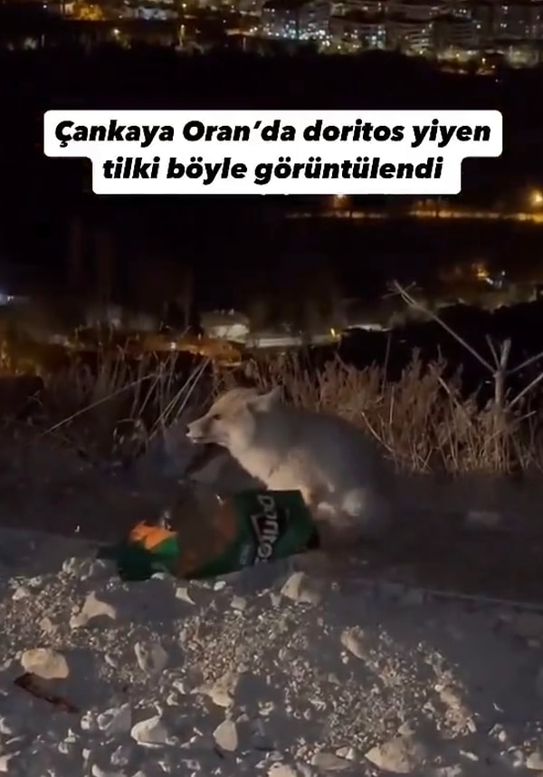 Tilki dostumuzun keyfi yerinde gibi görünüyordu. Görseli