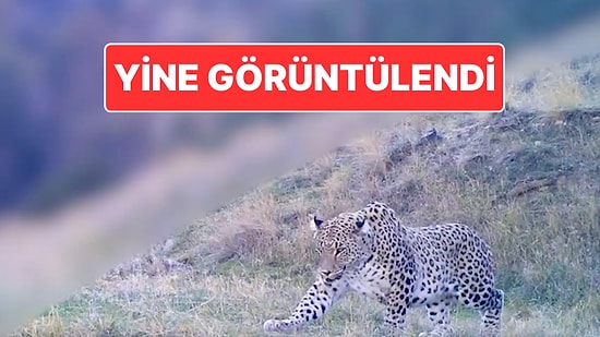 Bakan Paylaştı: Türkiye’de Yeni Görülen Anadolu Parsının Son Hali Ortaya Çıktı