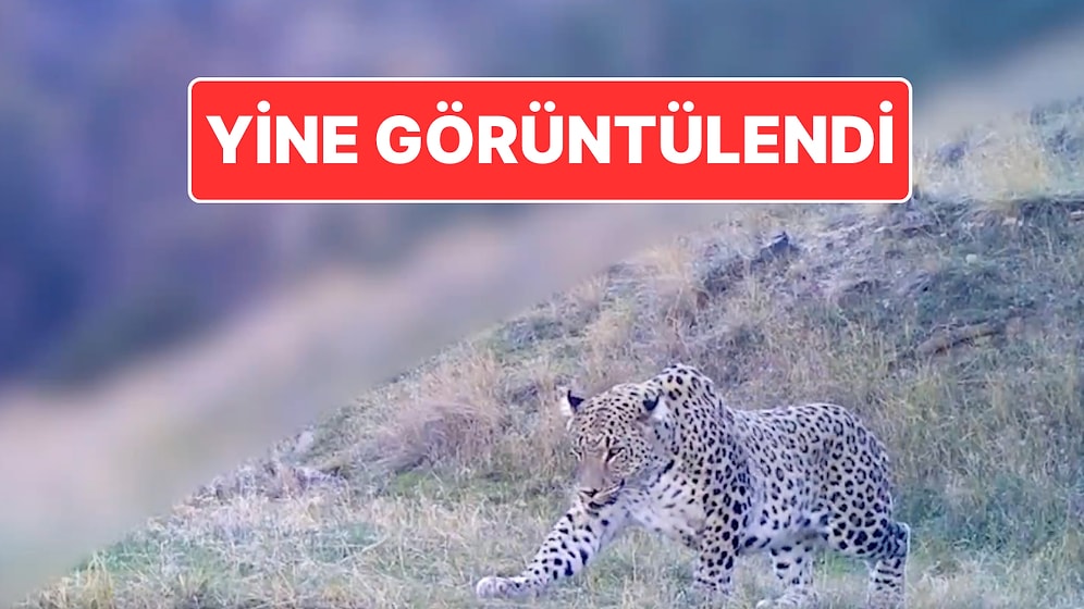 Bakan Paylaştı: Türkiye’de Yeni Görülen Anadolu Parsının Son Hali Ortaya Çıktı