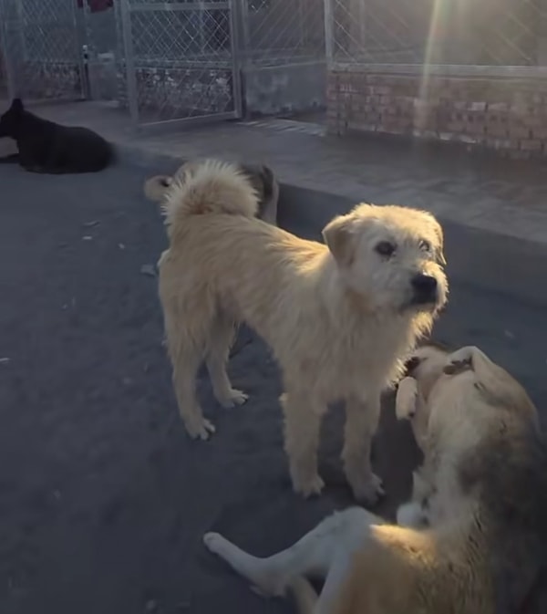 Paylaşılan görüntülerde, kalabalık bir köpek grubu arasındaki gerginlik dikkat çekti. Görseli
