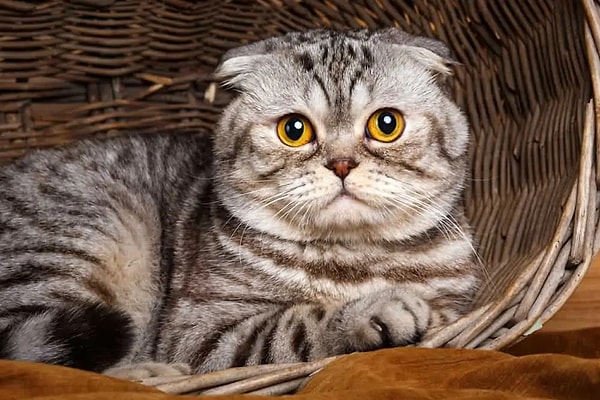 Kedi