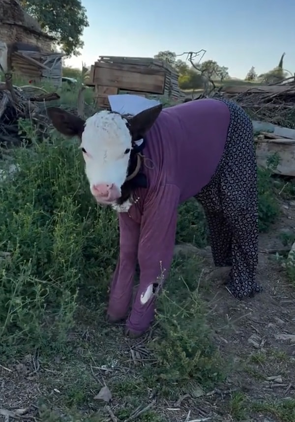 Tatlı buzağının dünyadan haberi yoktu, tek derdi ortalıkta dolanmaktı. Görseli