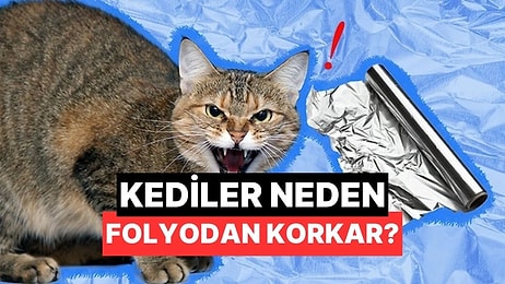 Kediler Alüminyum Folyodan Neden Bu Kadar Çok Korkar?