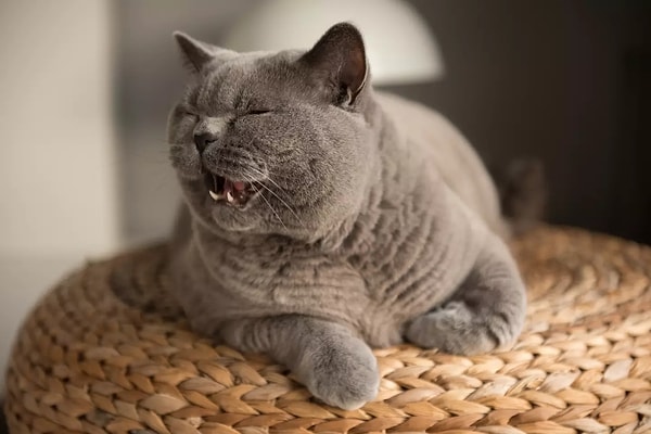 Kedi miyavladı, köpek havladı... Peki ya biz anlayabilirsek? Görseli