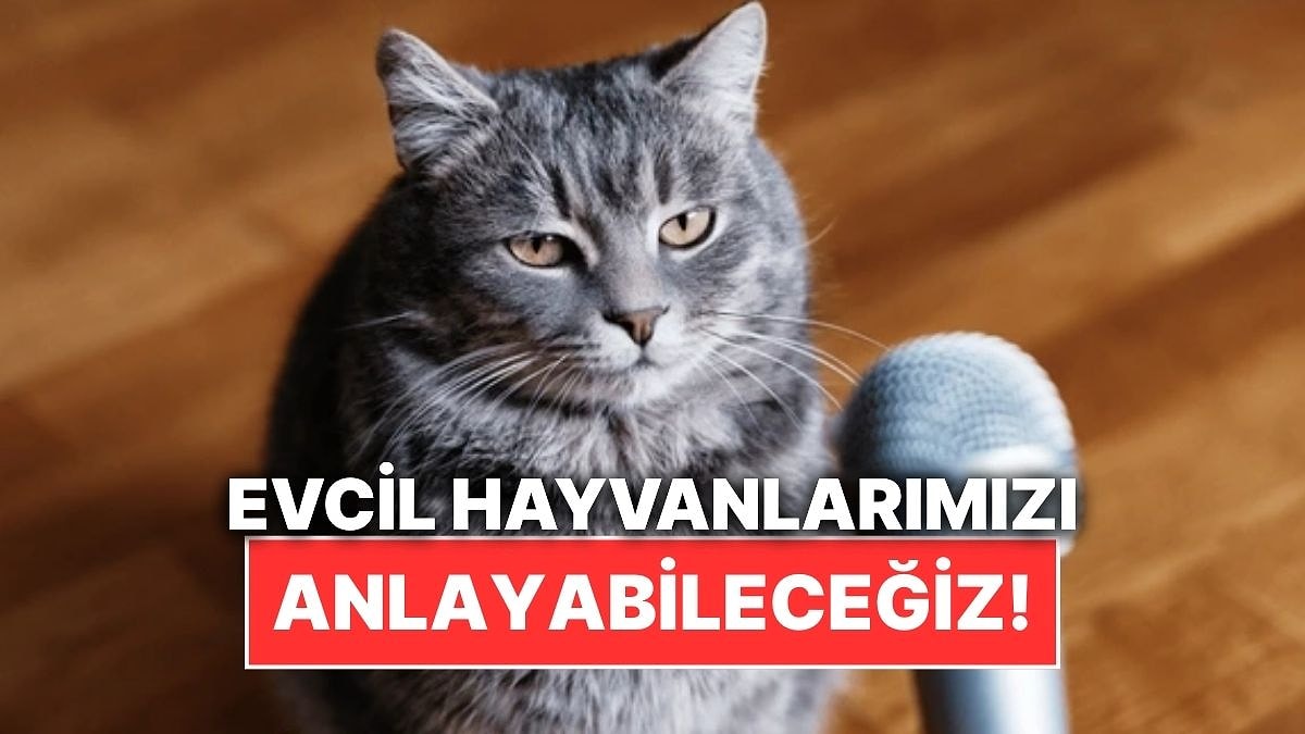 Çinli Teknoloji Devi Evcil Hayvanların Seslerini İnsan Diline Çevirmeye Hazırlanıyor