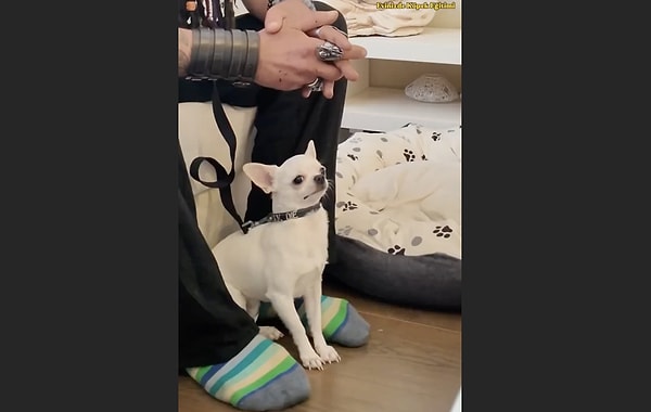 Küçük köpek ırkları, zaman zaman beklenmedik bir saldırganlık sergileyebiliyorlar. Görseli