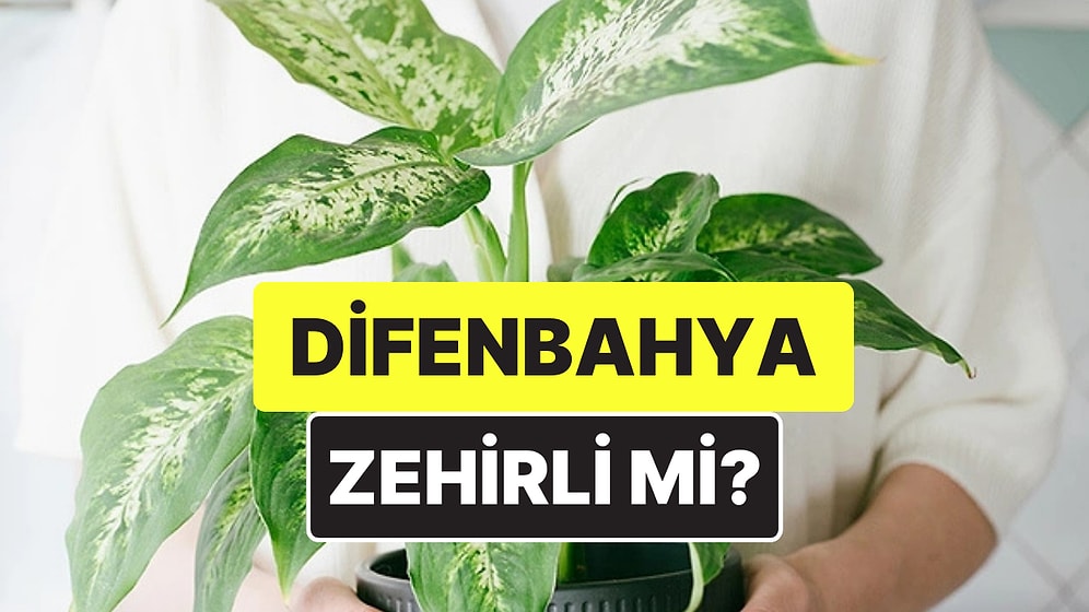 Difenbahya Bitkisi Nedir, Zehirli mi? Difenbahya Bitkisi Hakkında Dikkat Edilmesi Gerekenler