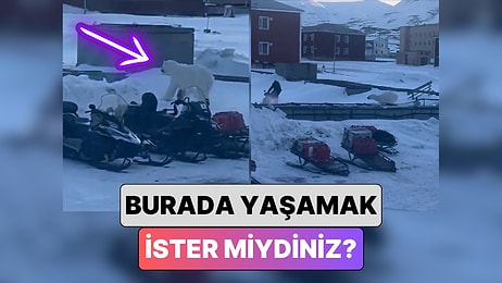 Türklere Oturum ve Çalışma İzni Veren Norveç Adası Svalbard'da Bir Adamın Ayı ile Yaşadığı Kovalamaca Anları