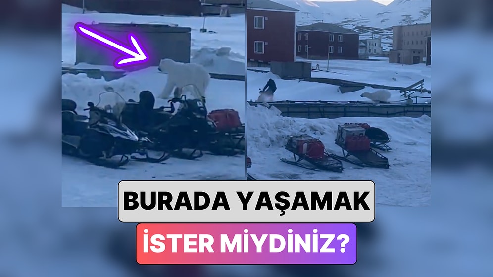 Türklere Oturum ve Çalışma İzni Veren Norveç Adası Svalbard'da Bir Adamın Ayı ile Yaşadığı Kovalamaca Anları