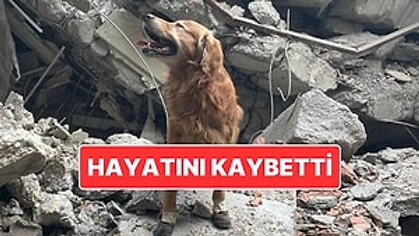 Kahramanmaraş Depreminde 18 Kişiyi Hayatta Tutmuştu: Killian Hayatını Kaybetti Görseli