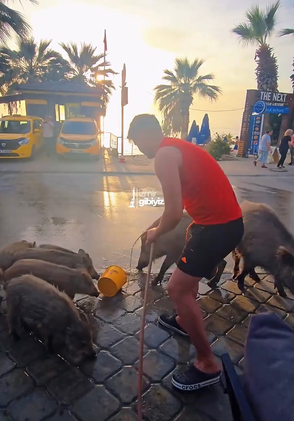 Yiyecek bulamamaları nedeniyle yaban domuzları merkeze inmek zorunda kalıyor.