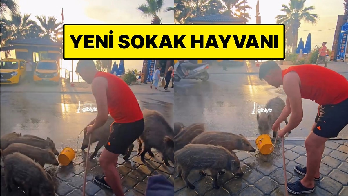 Artık Alıştık: Kuşadası’nda Yaban Domuzlarına Su İçiren ve Serinleten Vatandaş