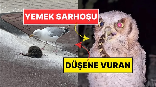 Kapak Görseli