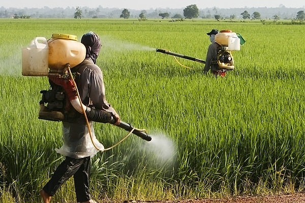 Halk sağlığı pestisitler yüzünden tehlikede! Görseli