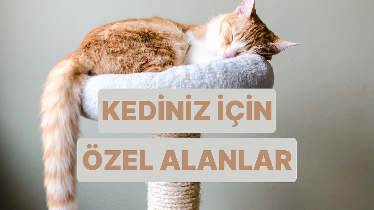 Aklınızın Evde Kalmaması İçin Kedinize Yaratabileceğiniz 10 Alan
