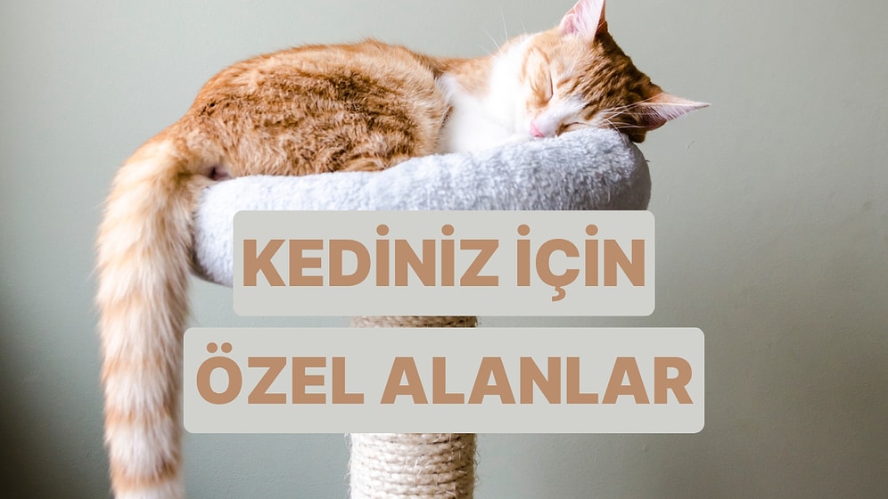 Aklınızın Evde Kalmaması İçin Kedinize Yaratabileceğiniz 10 Alan